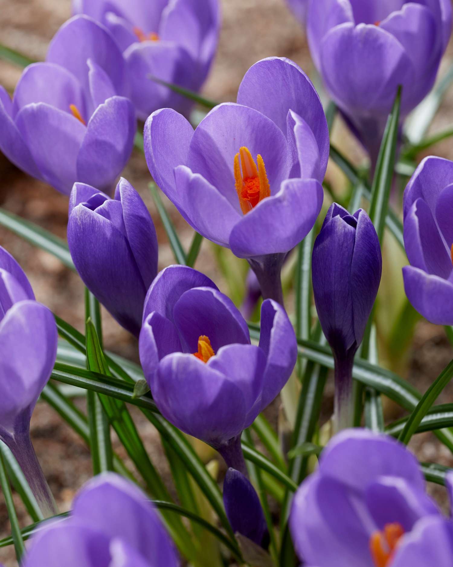 Crocus 'Aqua'